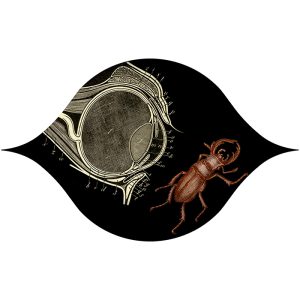 Eye - Beetle