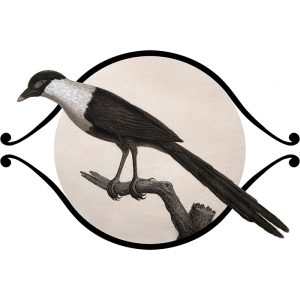 EYE - Magpie