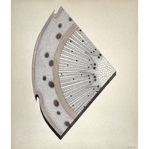 After Nehemiah Grew: 'Pine Branch cut transversly'