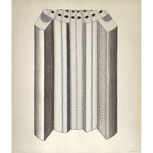 After Nehemiah Grew: 'Piece cut out of a Vine Branch'