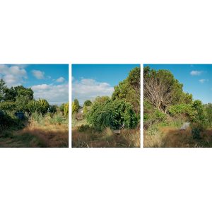 Between Keller Street and Avonside Drive, Avonside Residential Red Zone, Christchurch, 2014. Facing North / East.