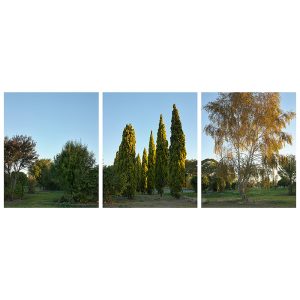 Halley Place, Avonside, 2015 Autumn