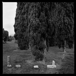 Sentinels, 2017. Halley Place, Avonside, Christchurch. Facing south-east