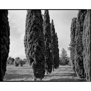 Sentinels, 2018. Facing north