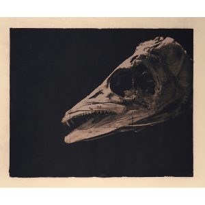 Barracouta