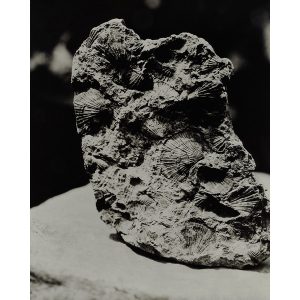 Fossil
