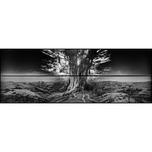 Giant Totara - Te Pātaka o Rākaihautū / Banks Peninsula